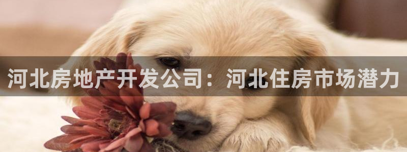 万向娱乐灯333OO